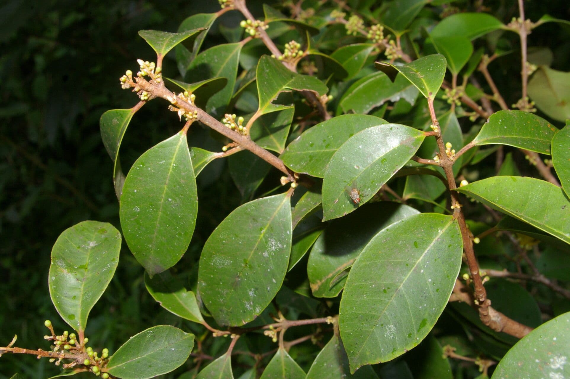 Eugenia 8