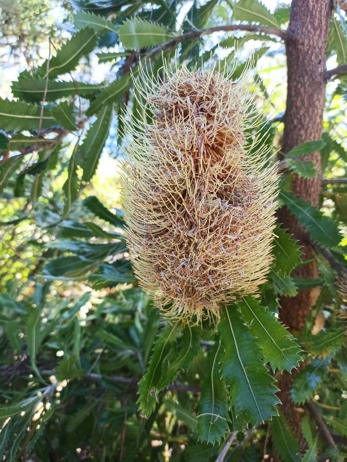 Banksia 3