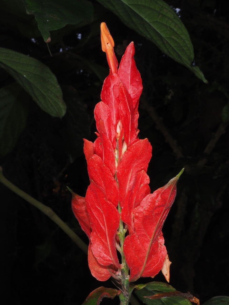 Ruellia