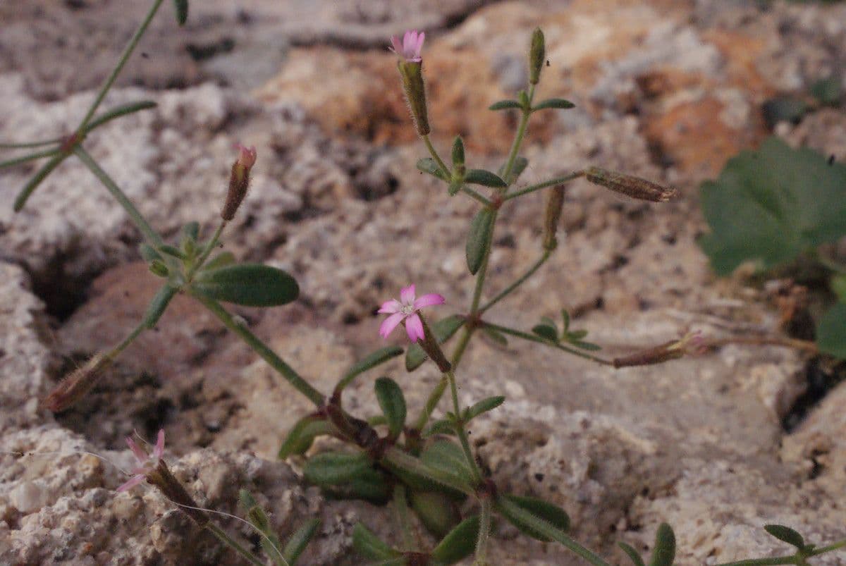 Pine-loving Campion 4