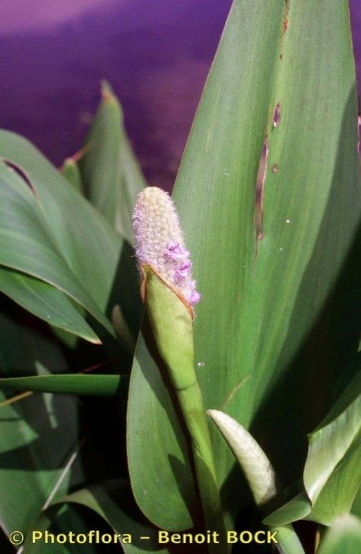 Pontederia 26