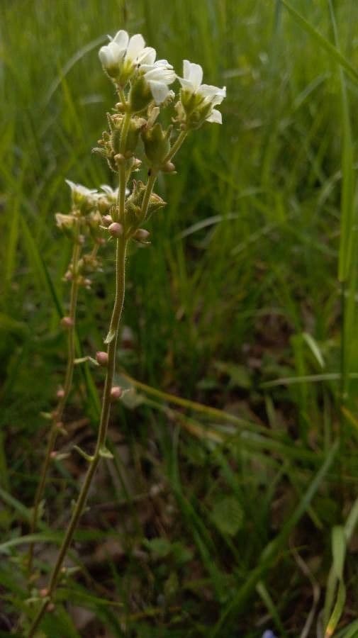 Sassifraga bulbifera 7