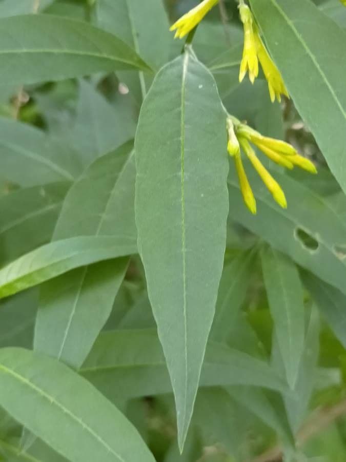 Cestrum 17