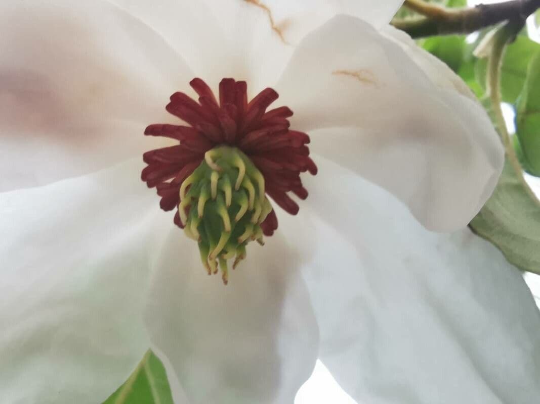 Magnolia 6