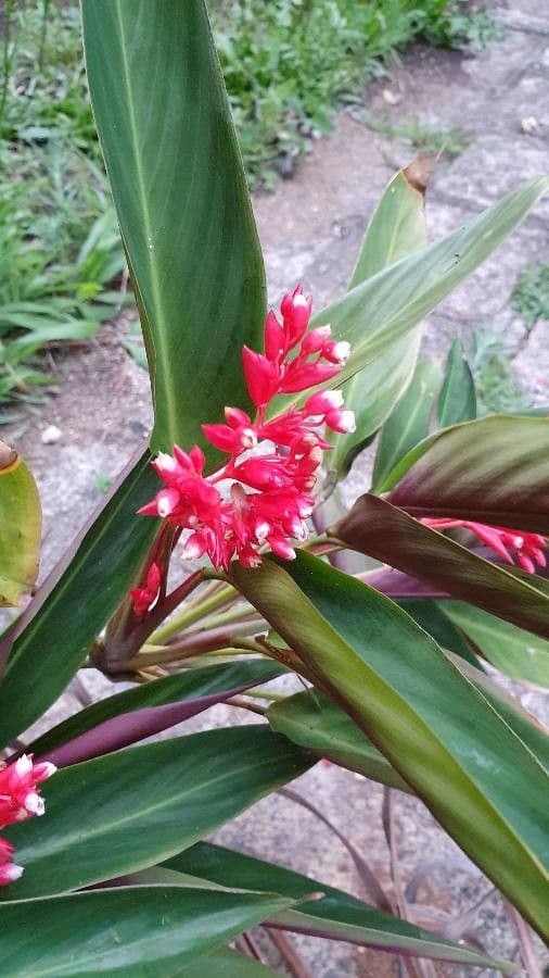 Ctenanthe 3