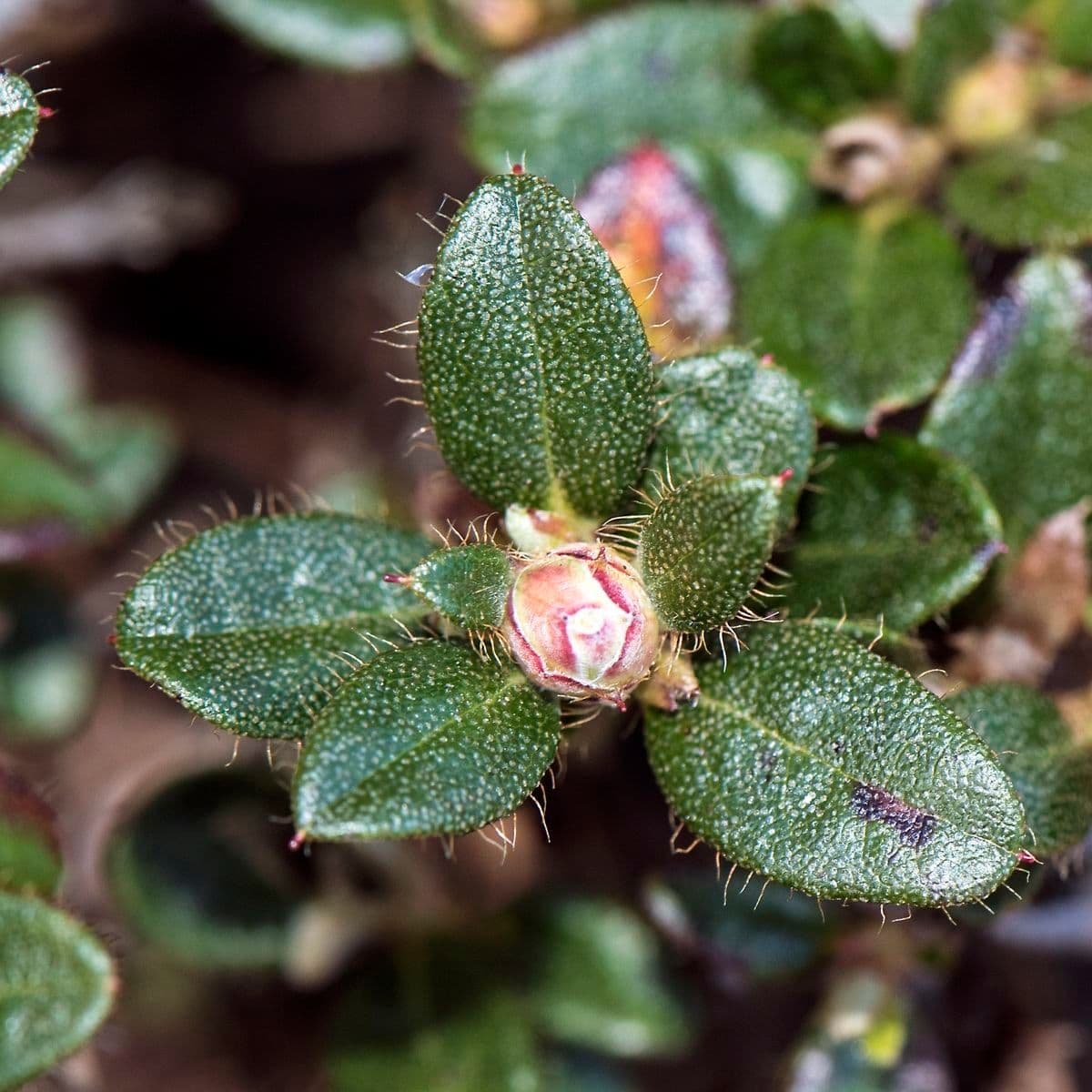 Rododendro 5