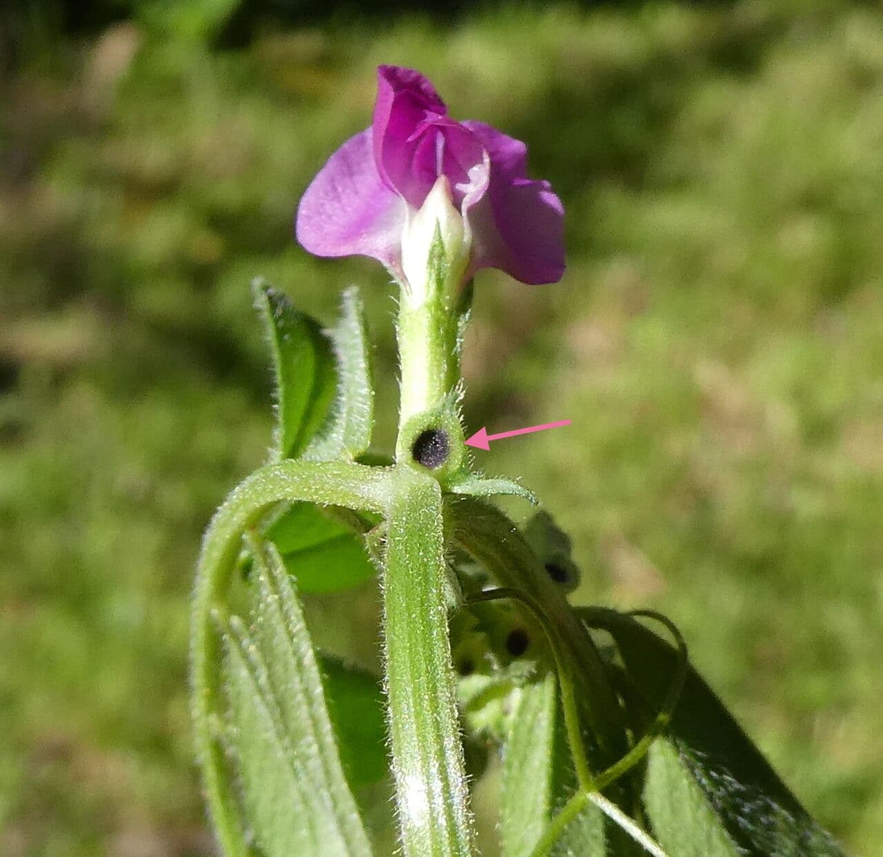 Vesce commune 25