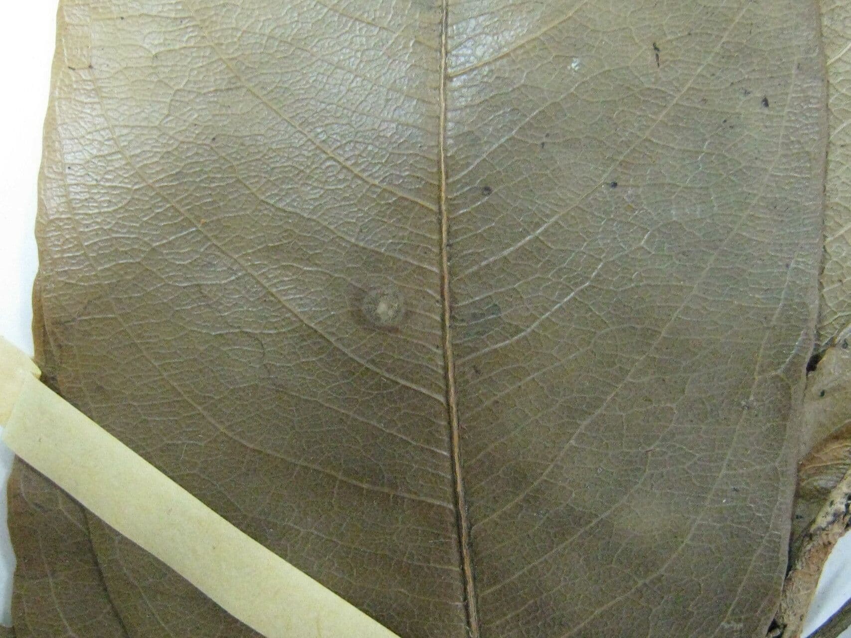 Eschweilera 9