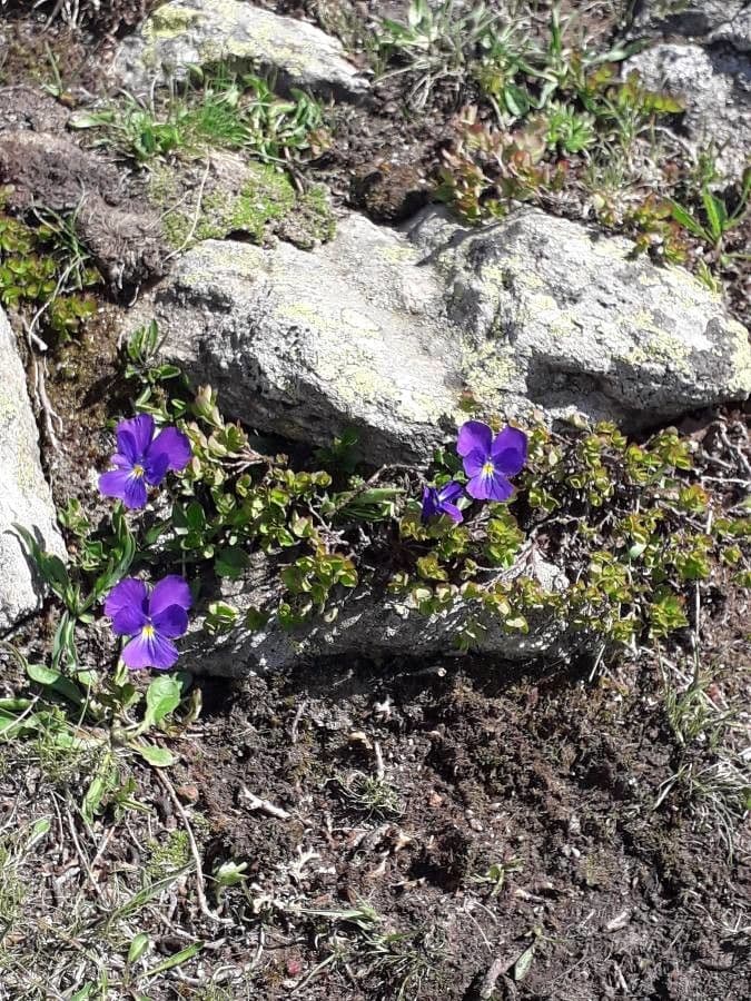 Viola con sperone 22