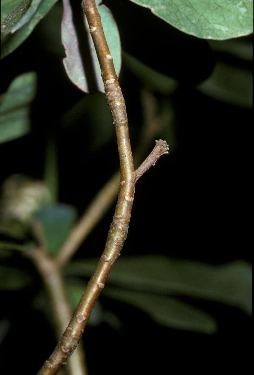 Ovidia 8