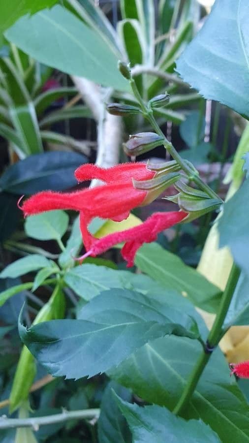 Salvia 3