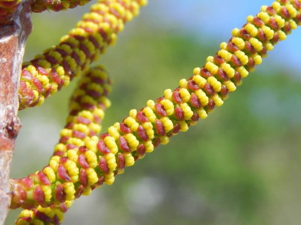Excoecaria agallocha