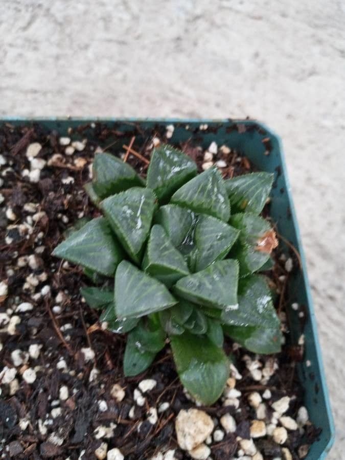 Hawortia 4