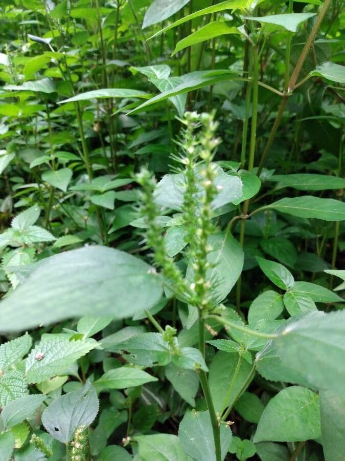 Acalifa setosa 6