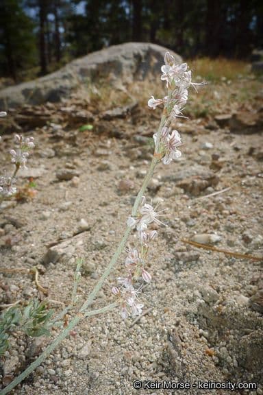 Eriogonum Wrightii 8
