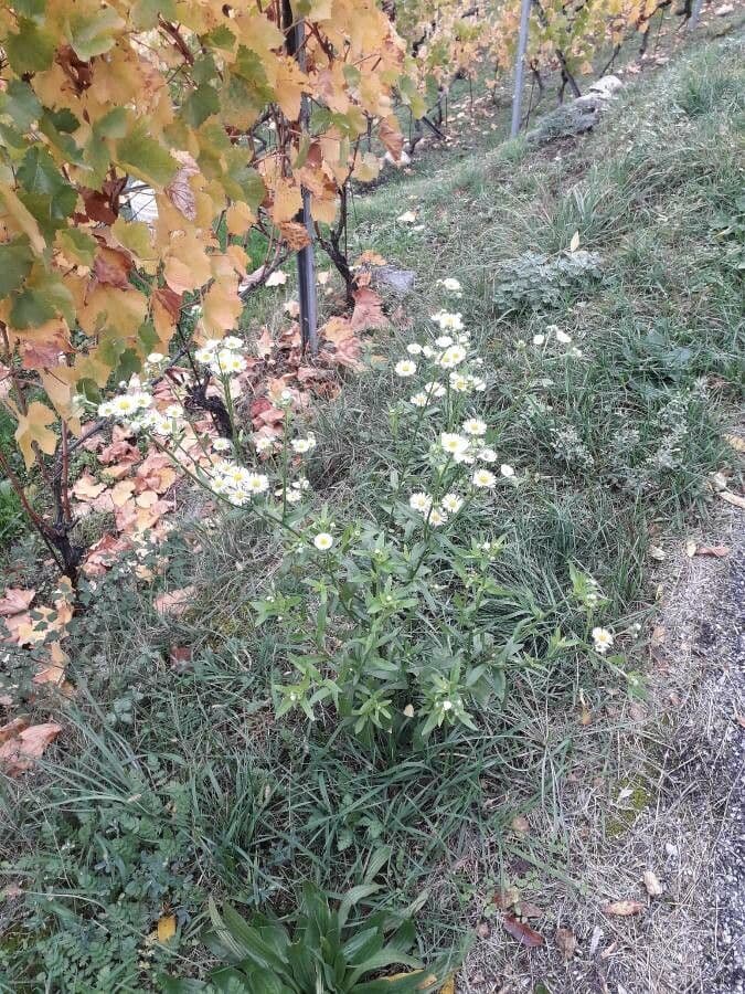 Fleabane piękny 10