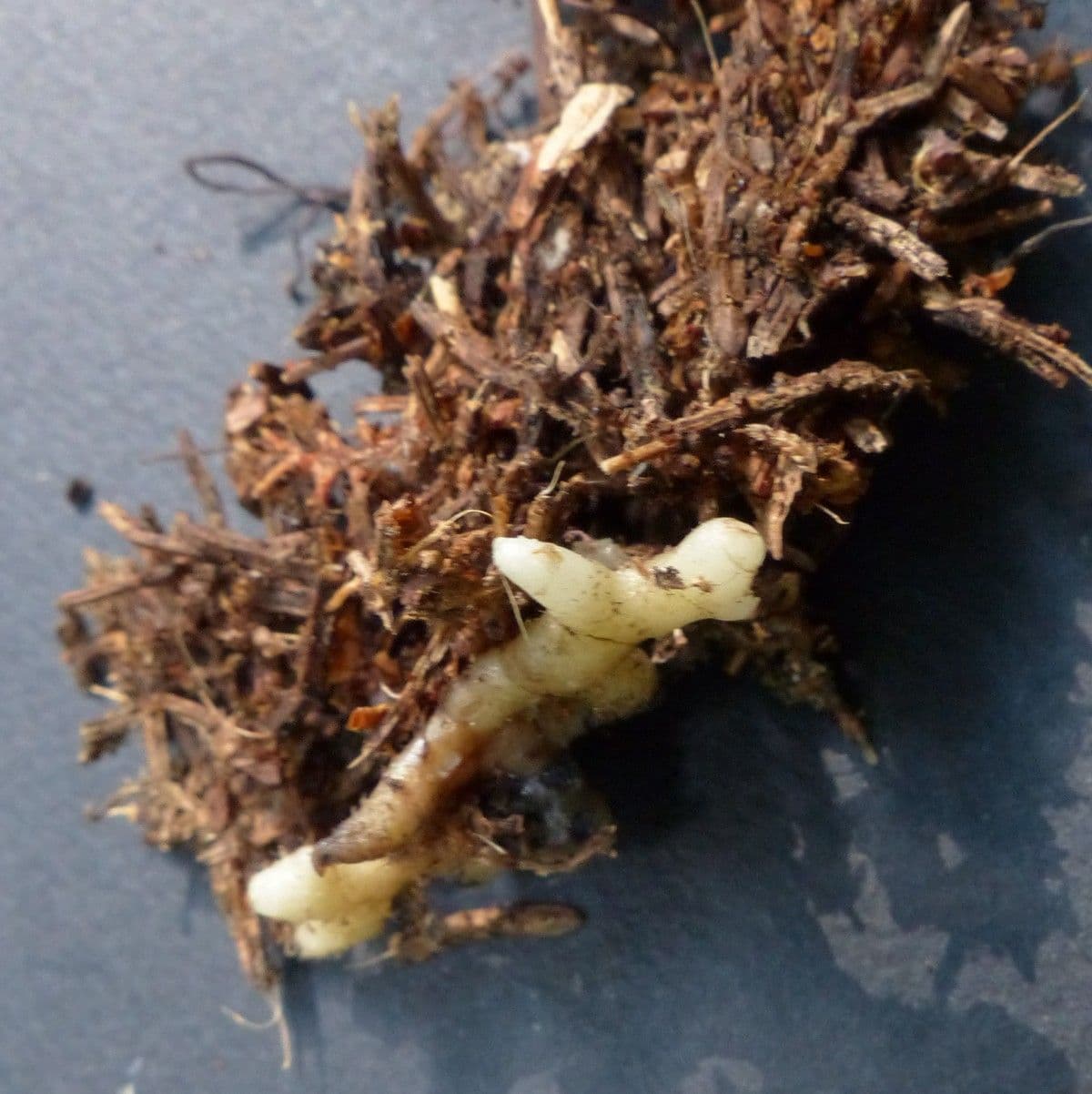 Corallorhize trifide 20