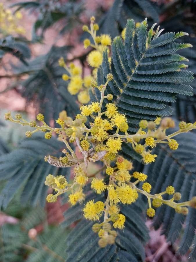 Grüne Wattle 7
