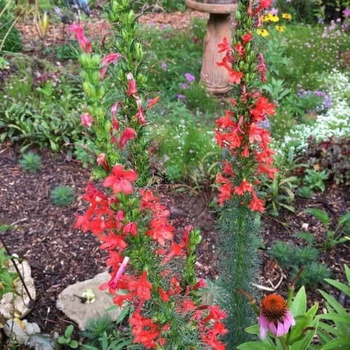Ipomopsis rossa 3