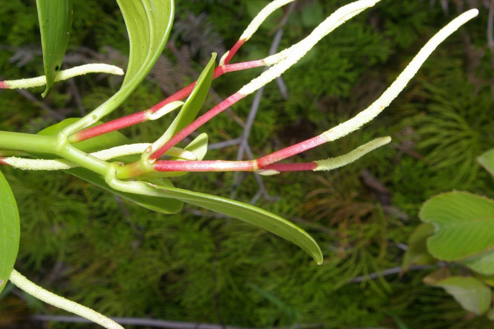Pseudoalpine Zwergpfeffer 4