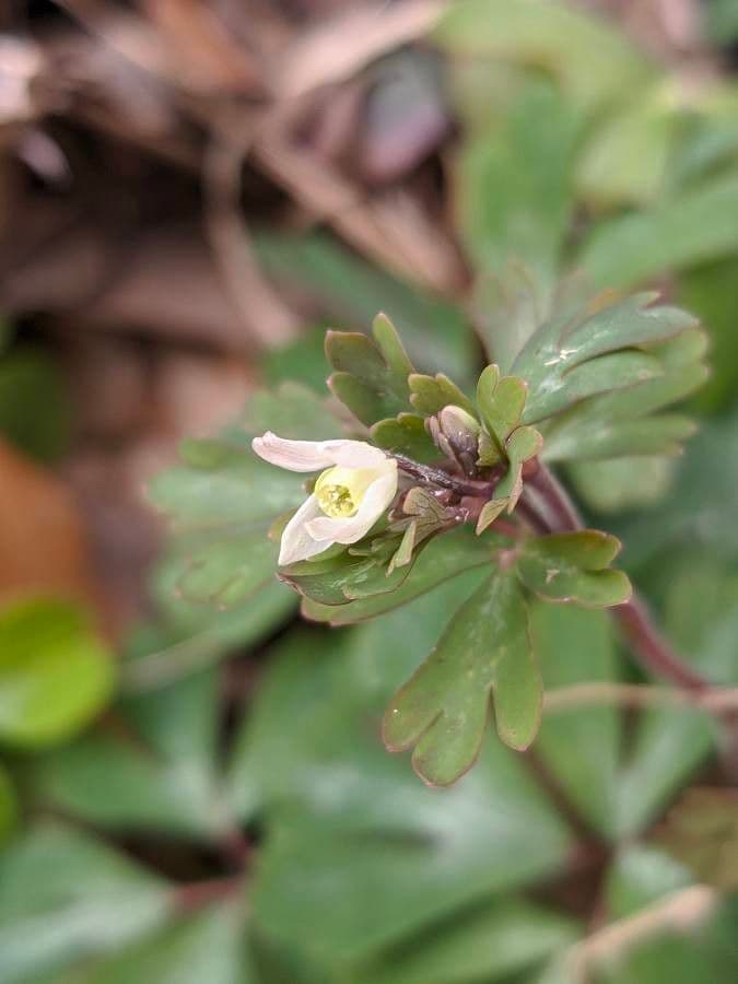 Aquilegia falsa