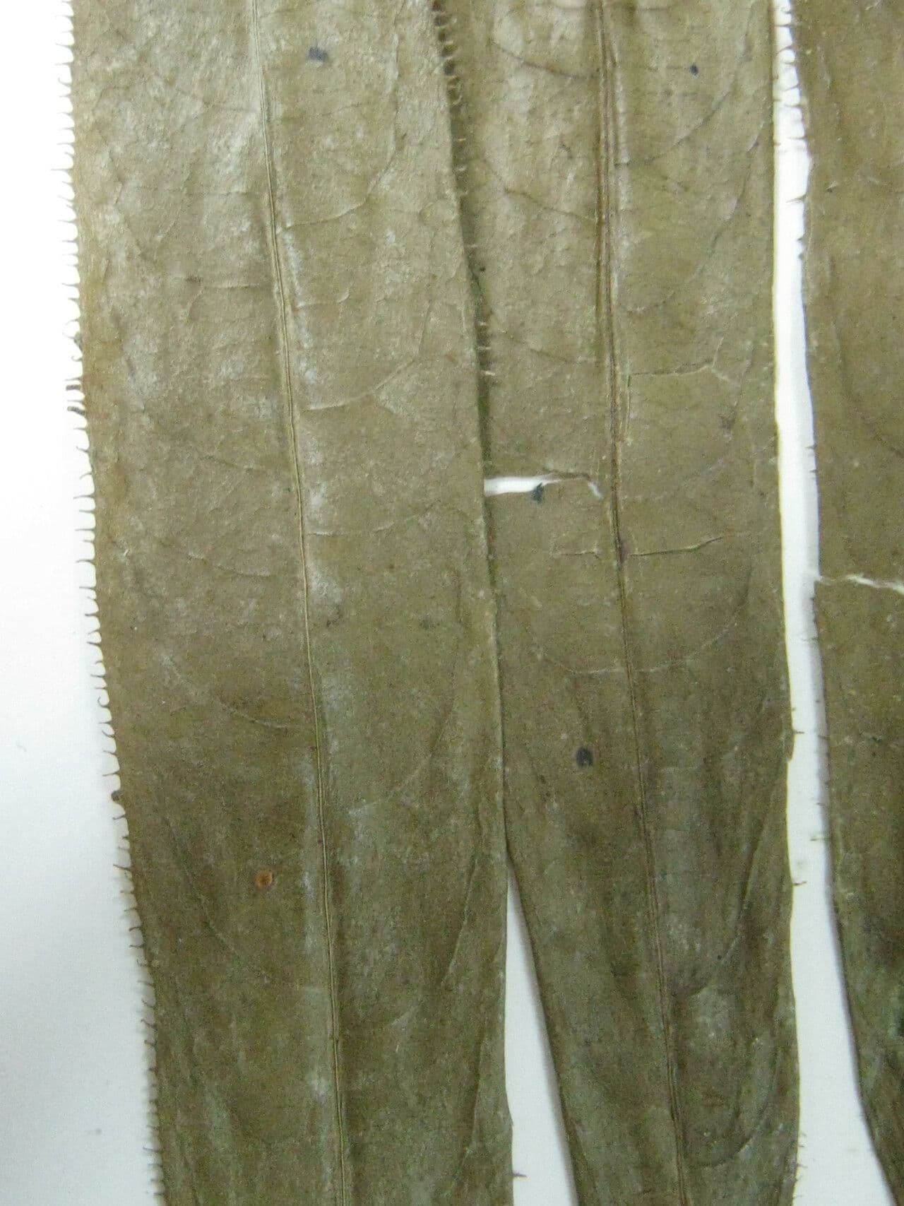 Sapium 5