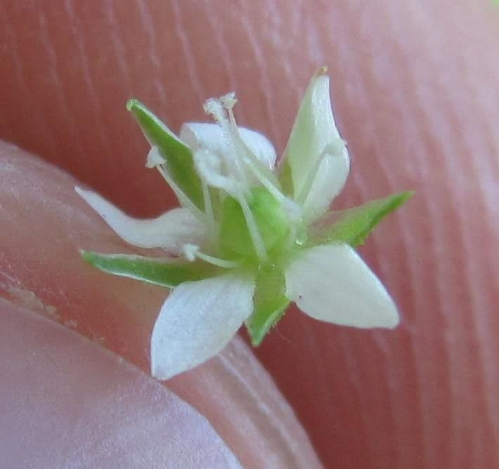 Arenaria lanuginosa