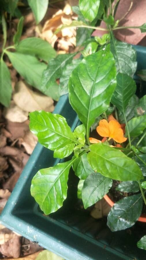Crossandra 16