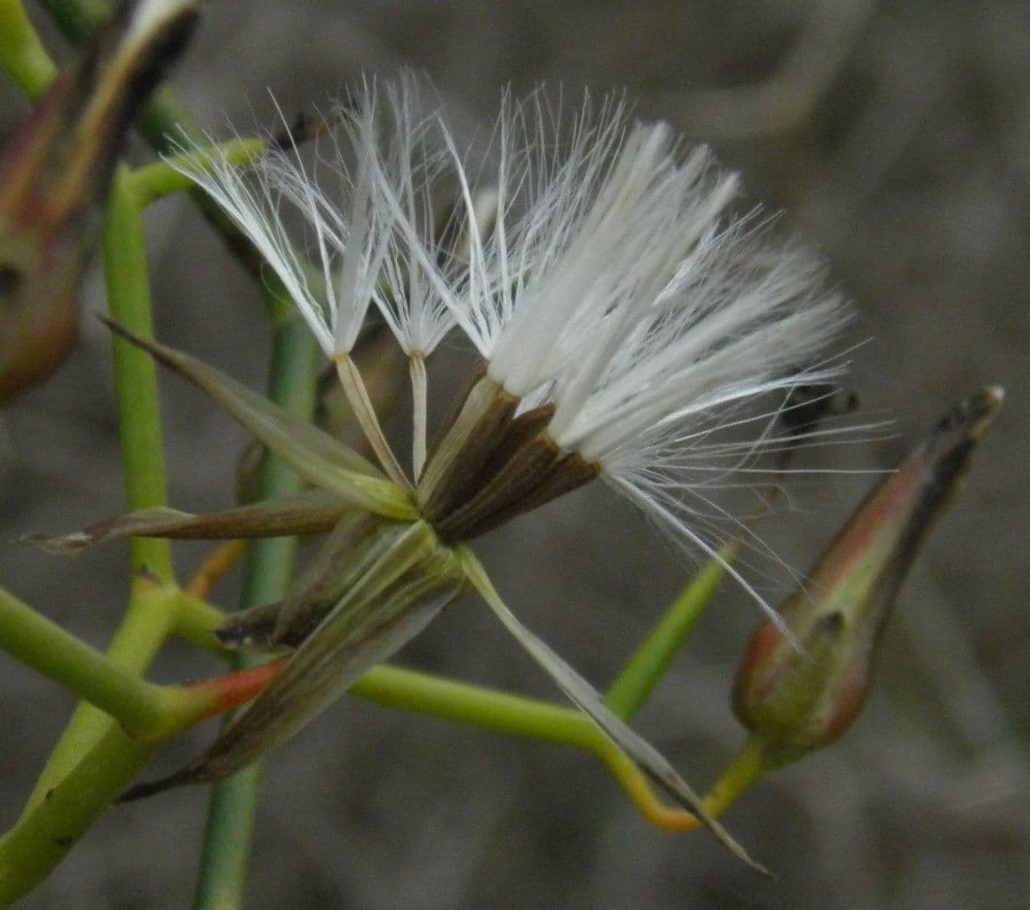 Launaea arborea 5