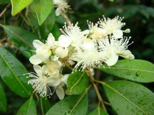 Eugenia 7