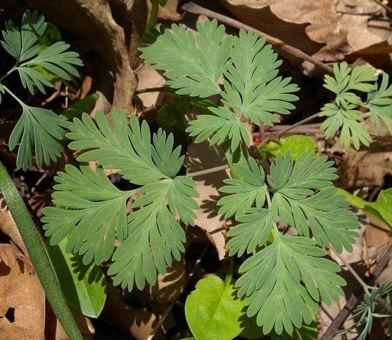 Dicentra canadese 12