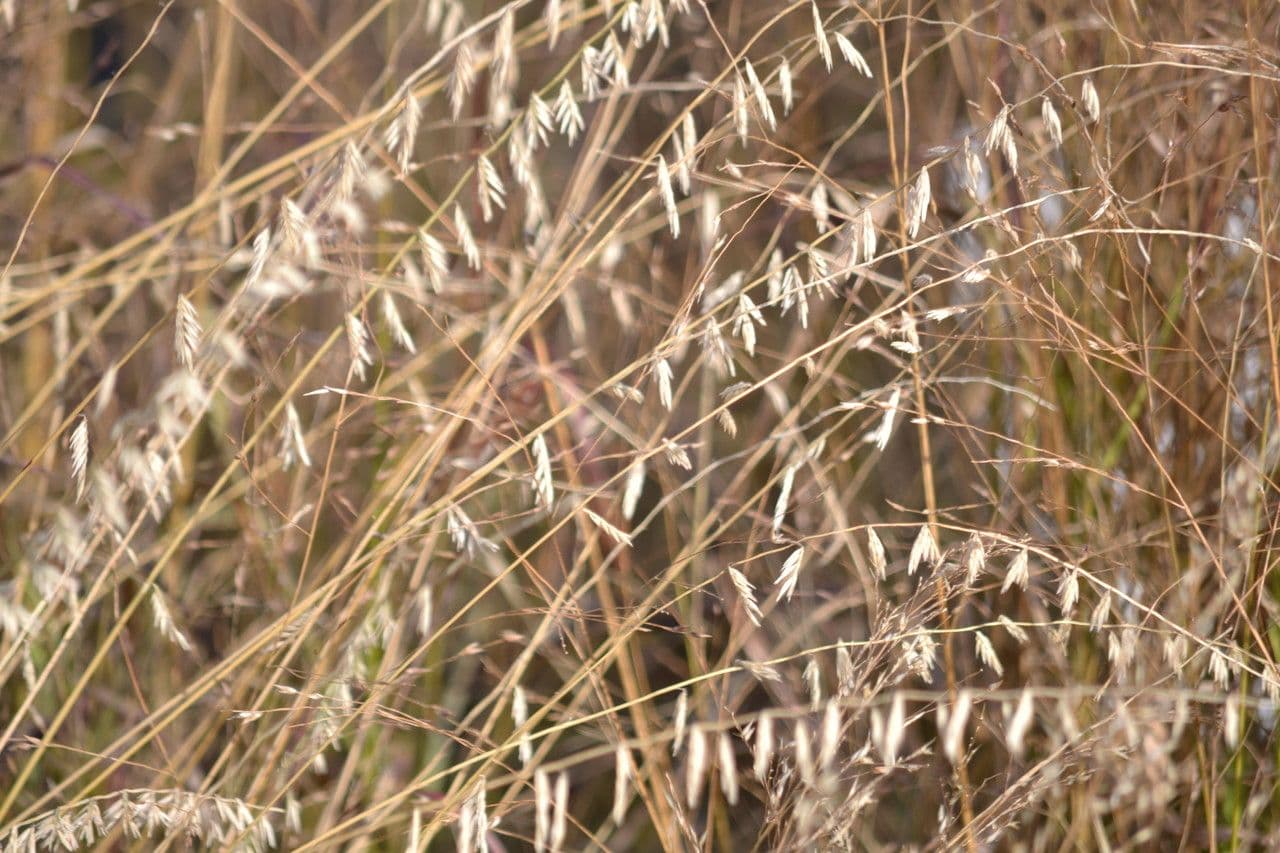 Bouteloua pendula 2