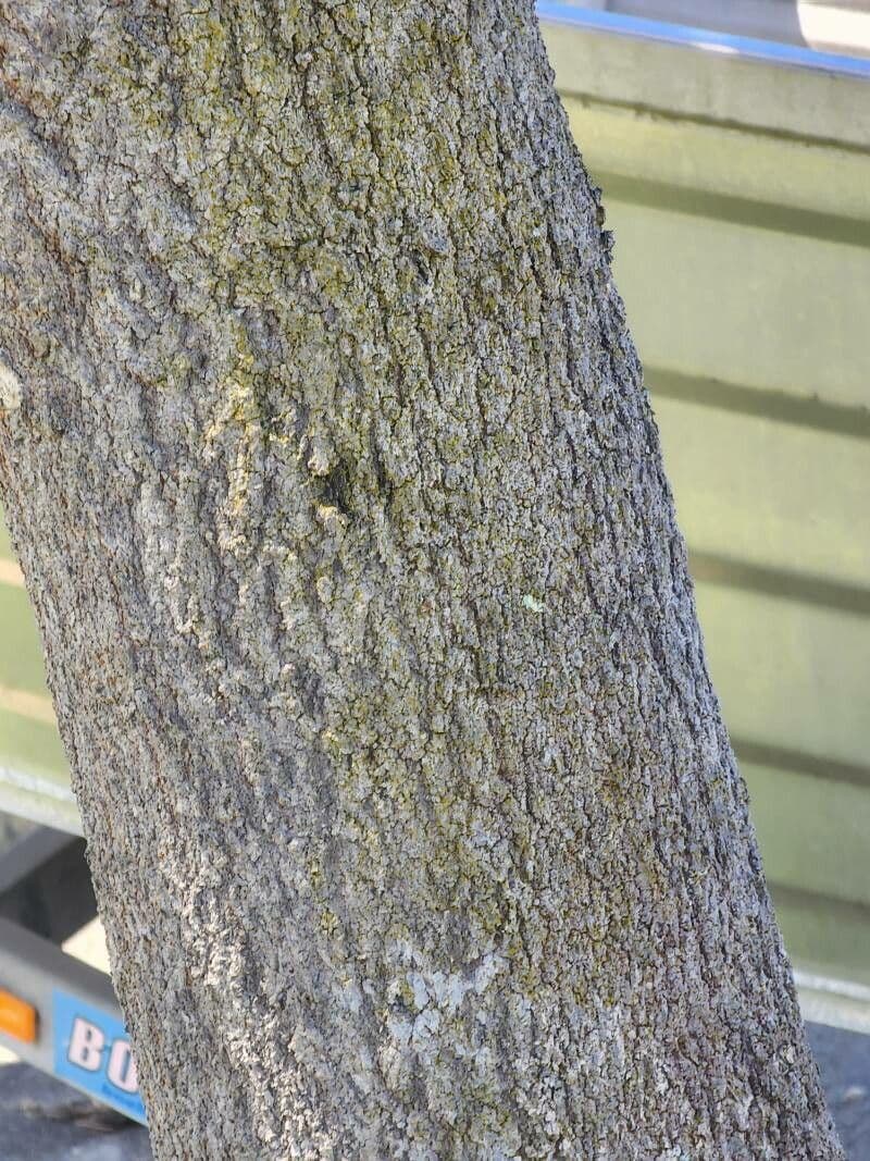 Banksia integrifolia 21