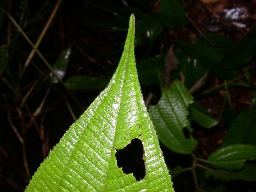 Miconia 8
