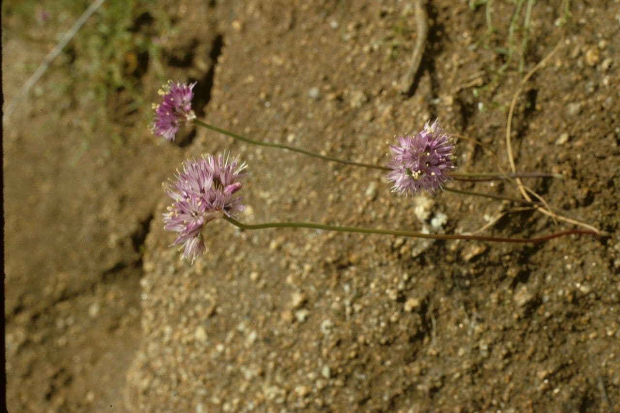 Cipolla di Howell 2