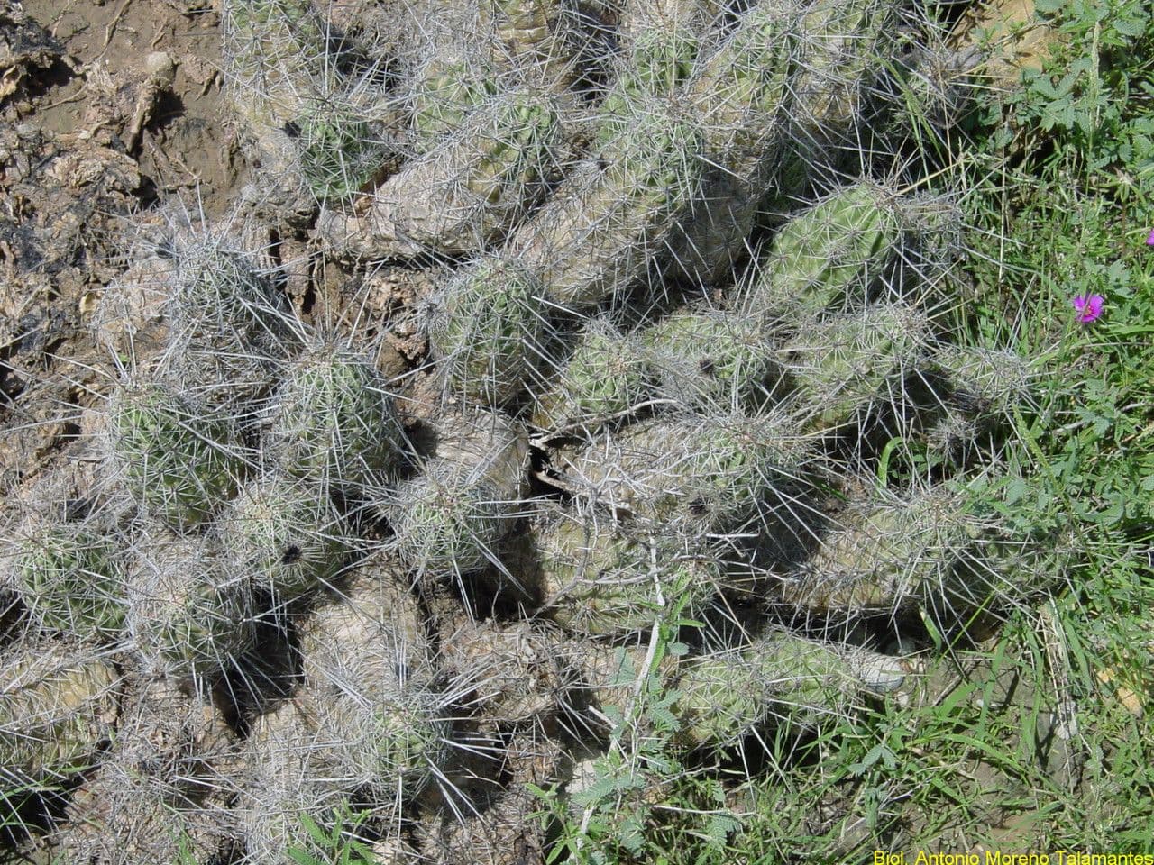 Cactus banana 11