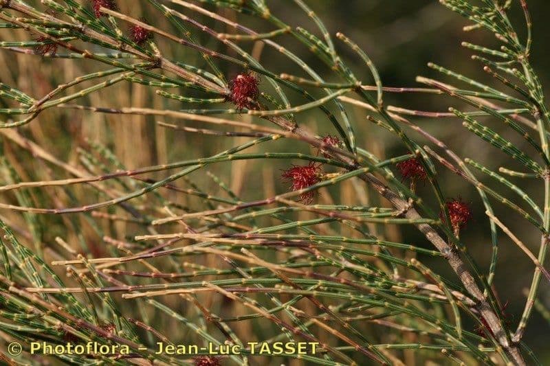 Allocasuarina di Mueller 16
