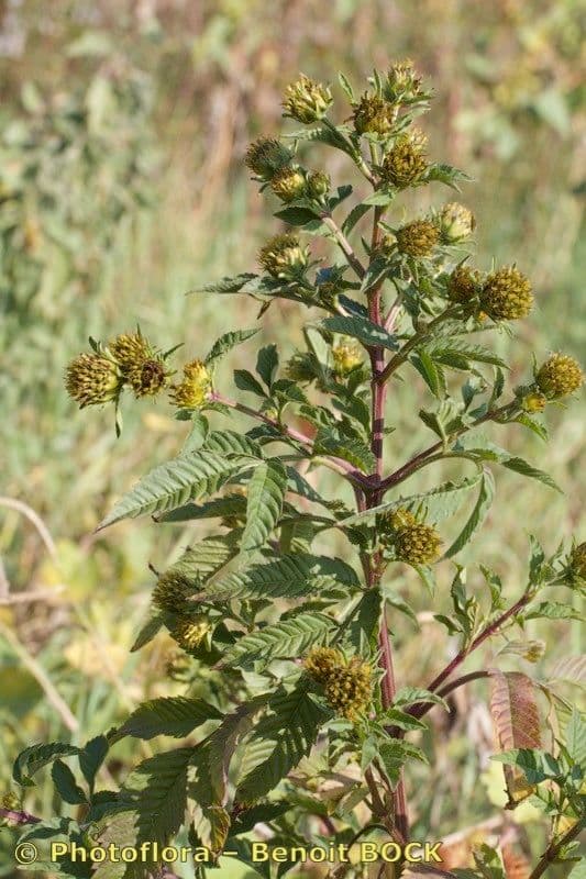 Bidens vulgata 12