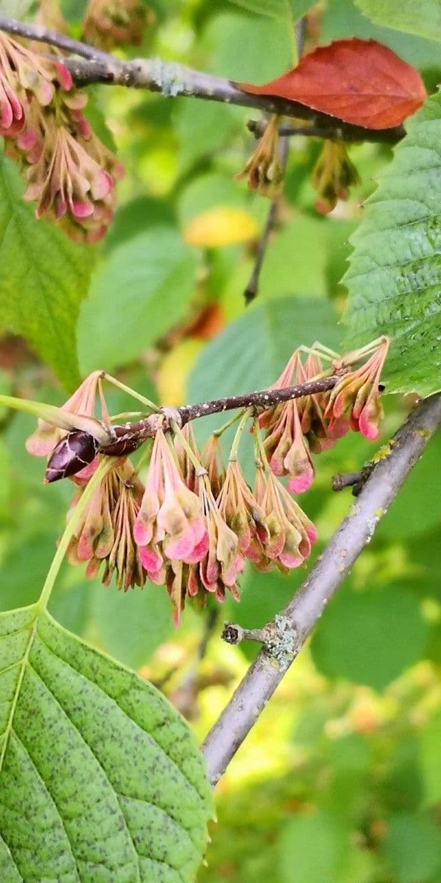 Euptelea polyandra 2