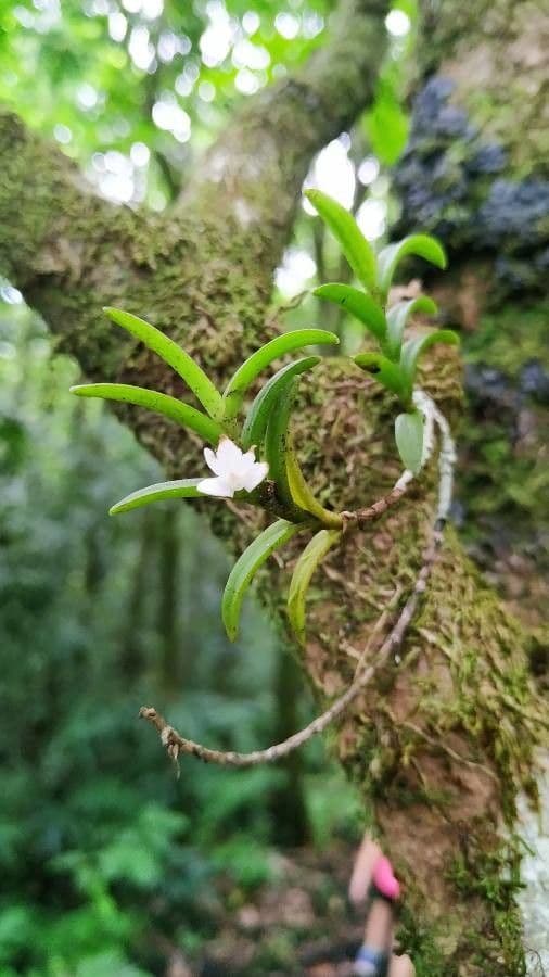 Angraecum 8