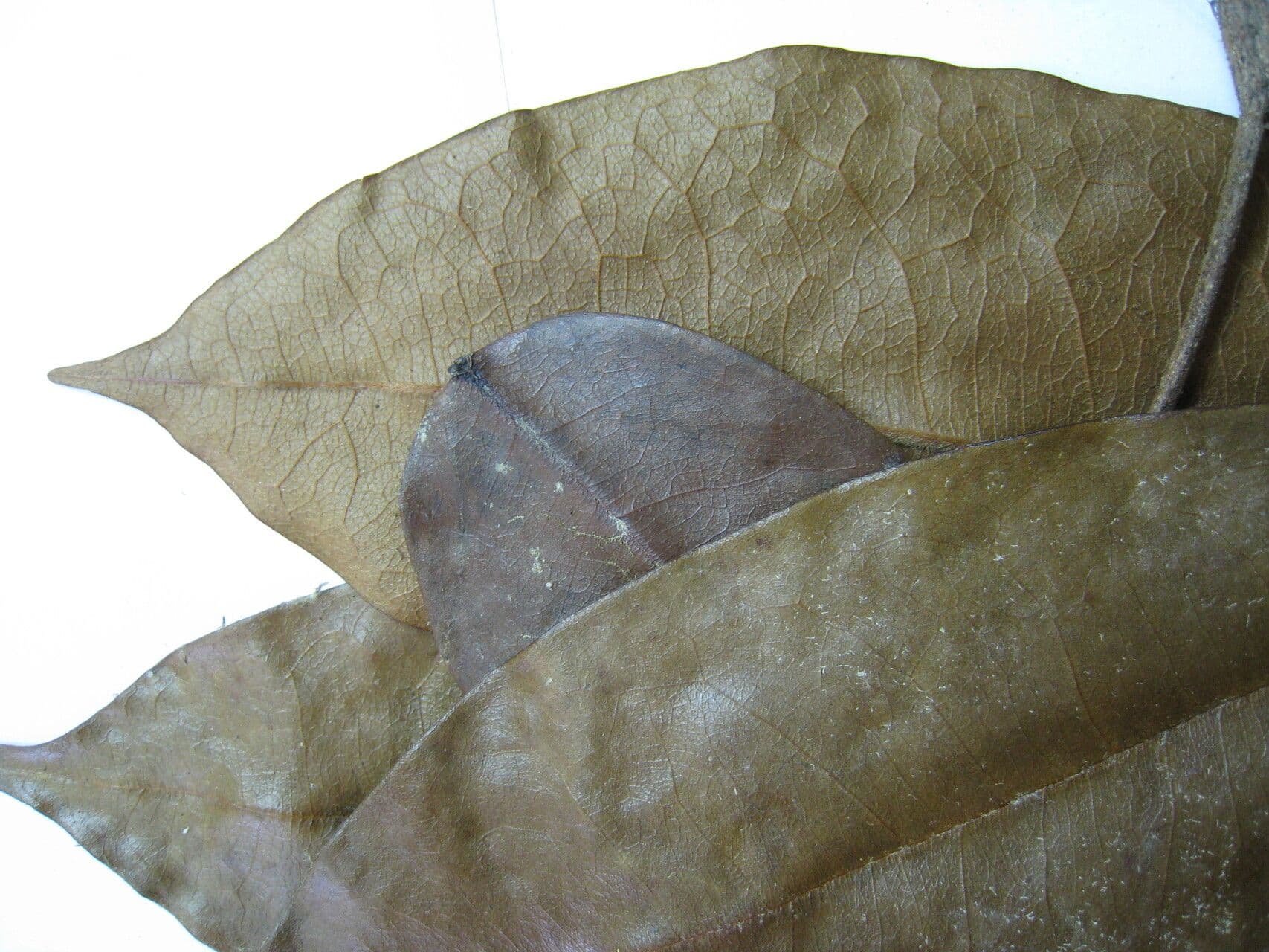 Xylopia 6