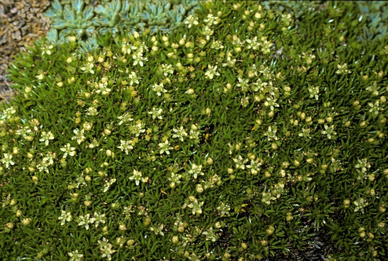 Donatia 2