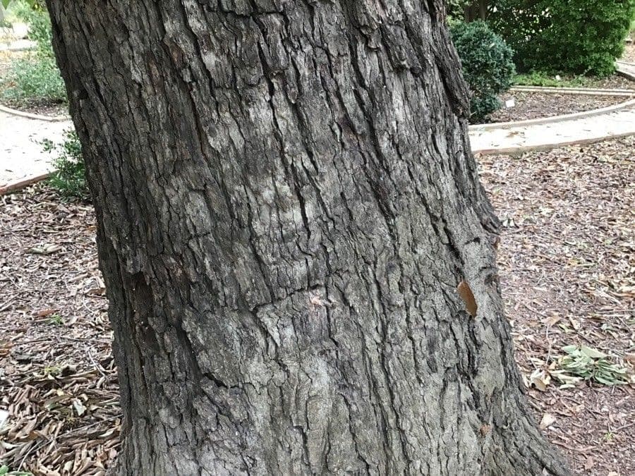 Quercia bianca polymorpha 11