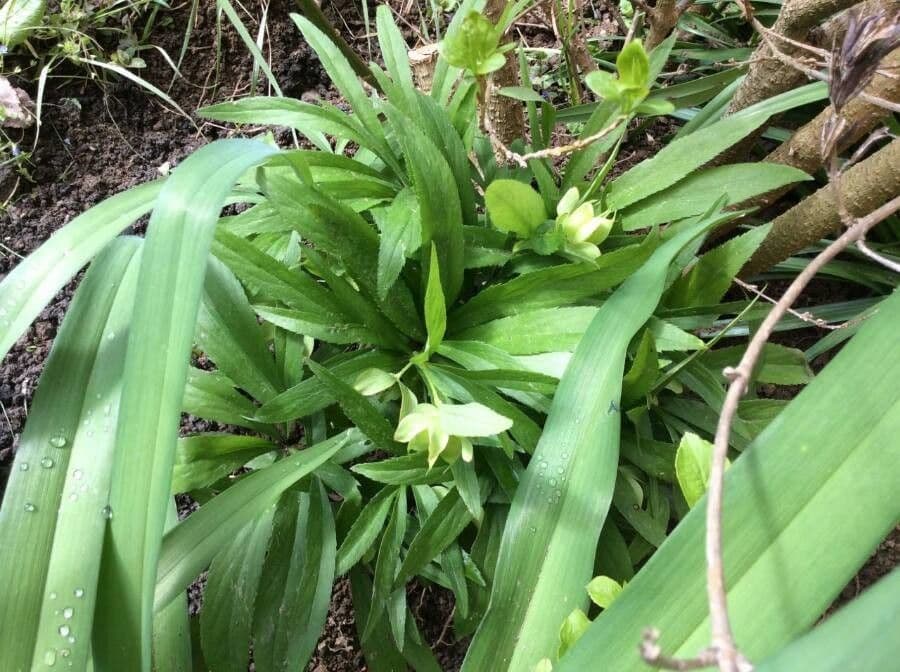 Elleboro verde 6