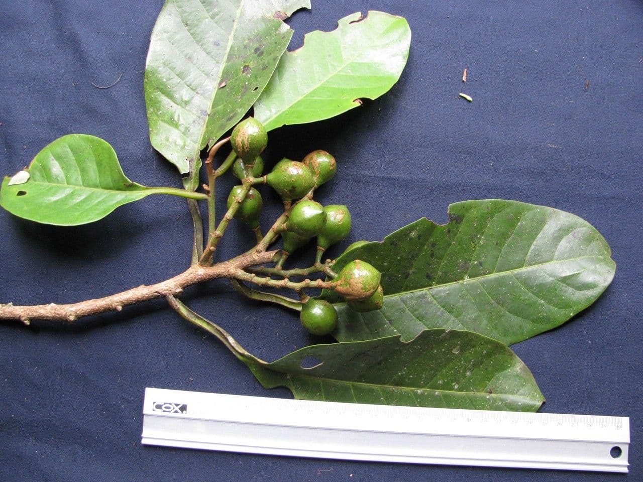 Otoba novogranatensis 24