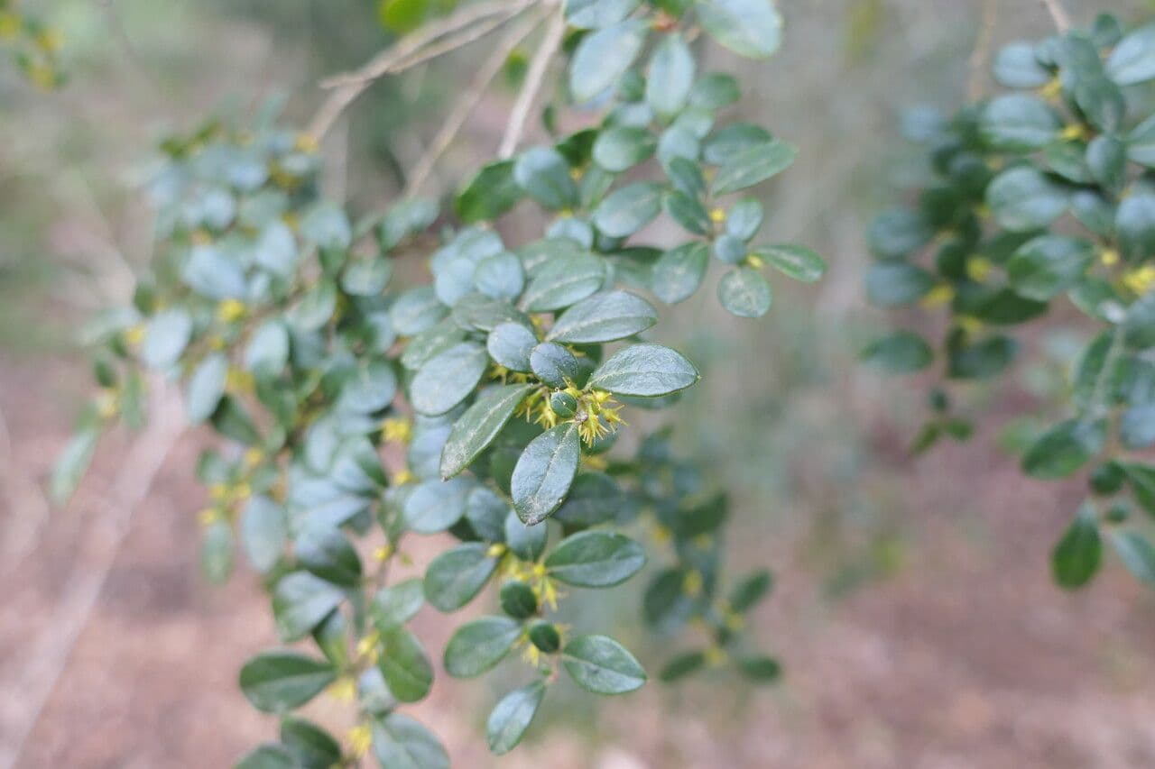 Azara microphylla