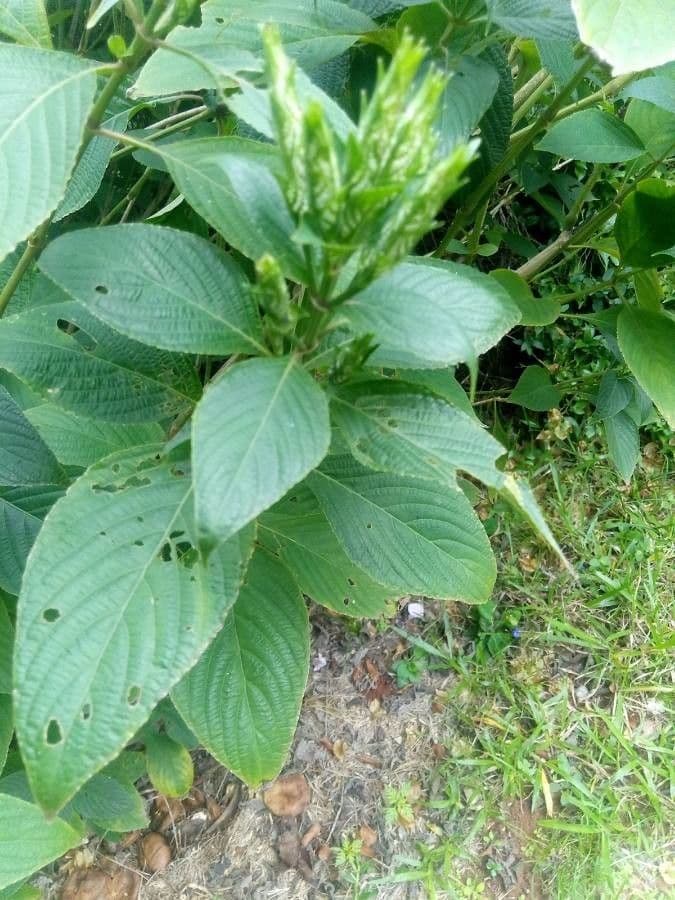 Eranthemum 9