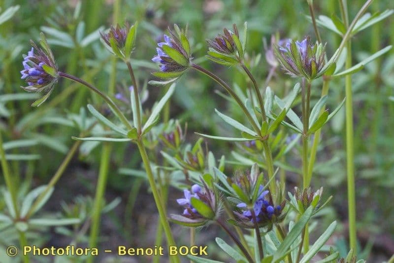 Asperula 19