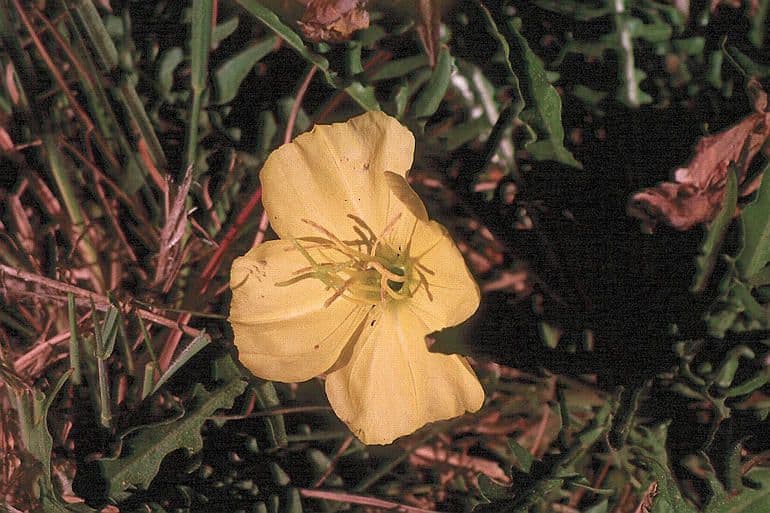 Enagra gialla 10