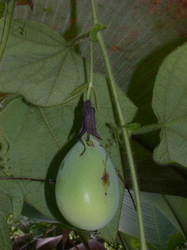 Passiflora 5